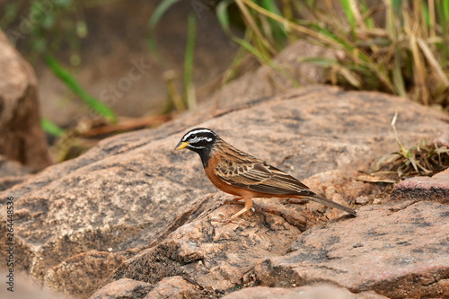 cinnamon breasted bunting,Kruger national park,South Africa