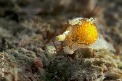 Cowry. Sea snail. Underwater macro from Ambon, Indonesia