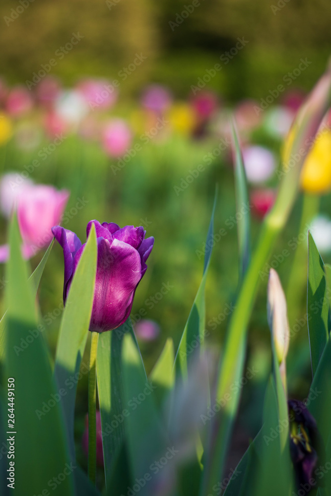 Fototapeta premium Purple tulips in the garden