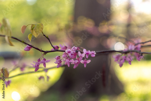 Closeup of a branch of a pink flowering redbud tree in the spring