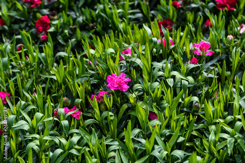 Wallpaper Mural Background with fresh pink carnation flowers (Dianthus caryophyllus) and green leaves, side view Torontodigital.ca