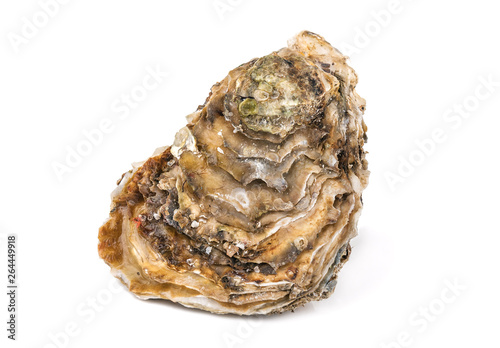 raw oyster on white
