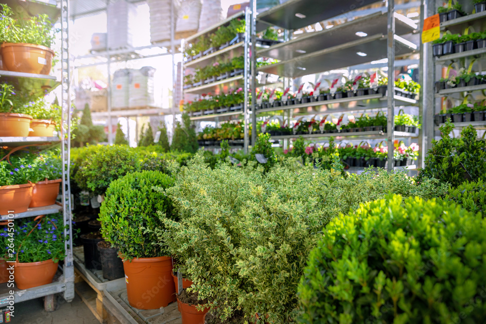 shelves with ornamental plants and flowers in garden supermarket