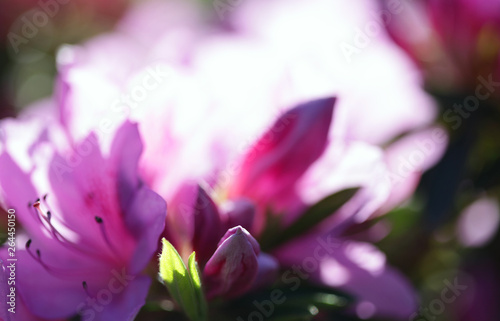 Flower bouquet with leaf.  Soft focus. Nature blur background. Pink  lilac  color.