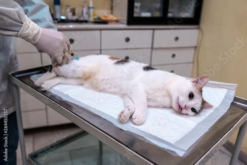 tricolor cat under anesthetic to a veterinarian