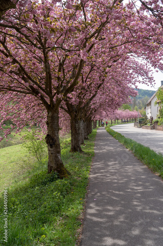 Schwarzwald im Fr  hling