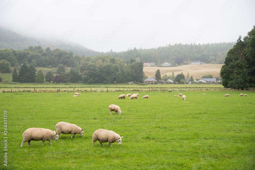 Fototapeta premium sheep in field