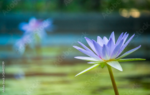 Purple lotus as spark for the background bokeh Flowers for the worship of God in the days of religion..