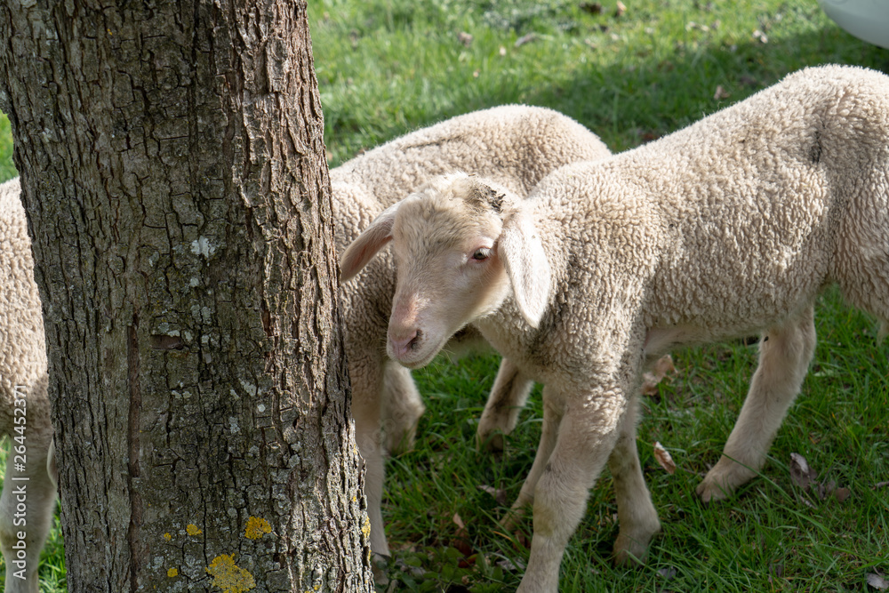 Naklejka premium Schwarzwald im Frühling
