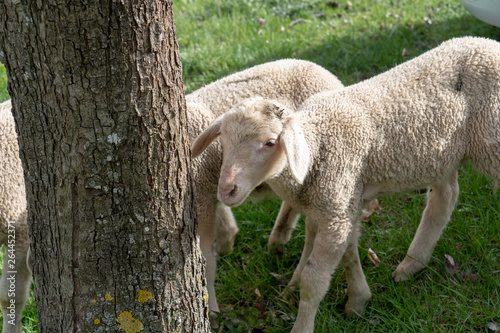 Schwarzwald im Frühling