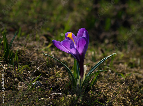 Purple Crocus flower on the Sunny lawn. Close up.