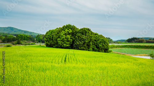 森のある麦畑 © taiyosun