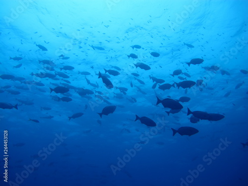shoal of fish © Leonardo