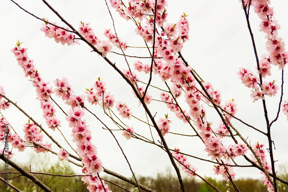 peach fruit tree branches during flowering with flowers peach fruit tree branches during flowering with flowers