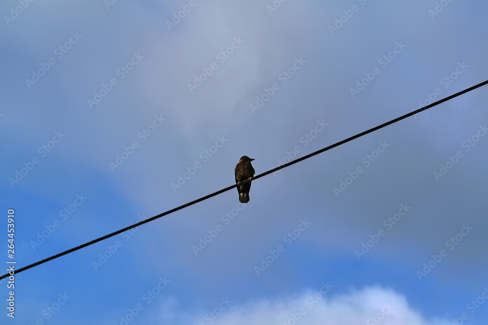 Starling sits on an electric wire against a cloudy sky. Starling sits on an electric wire against a cloudy sky.