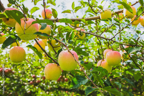 果樹園のりんご　ゴールデン