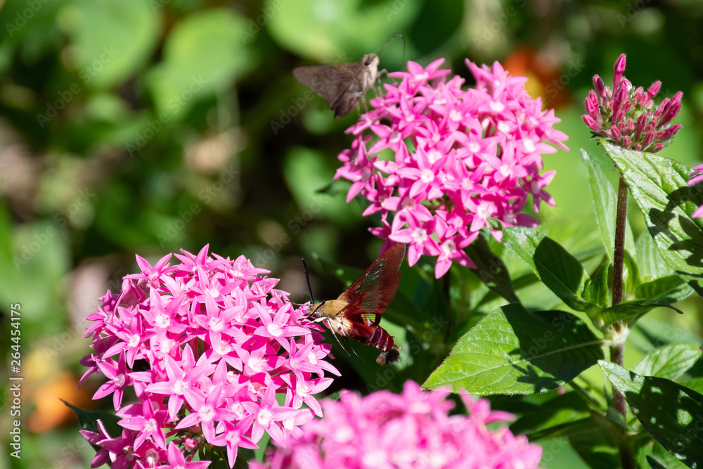 Red Hummingbird clear wing moth (Hemaris thysbe) on pink star cluster flowers Red Hummingbird clear wing moth (Hemaris thysbe) on pink star cluster flowers
