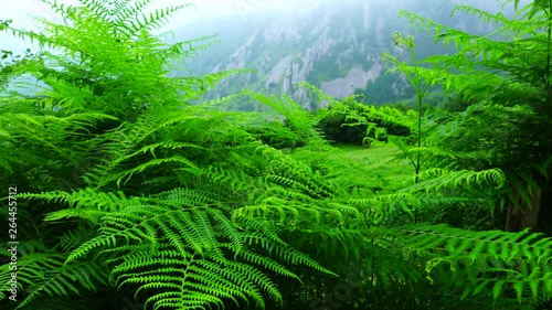 Barranco de Arritzaga, Sierra de Aralar Natural Park, Amezketa, Gipuzkoa, Basque Country, Spain, Europe photo