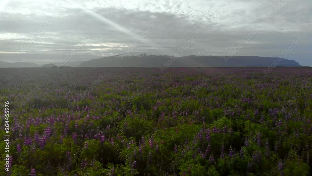 Aerial Forward: Gorgeous Field Full Of Vibrant Purple Flowers Under Cloudy Sky in Vogar, Iceland Aerial Forward: Gorgeous Field Full Of Vibrant Purple Flowers Under Cloudy Sky in Vogar, Iceland
