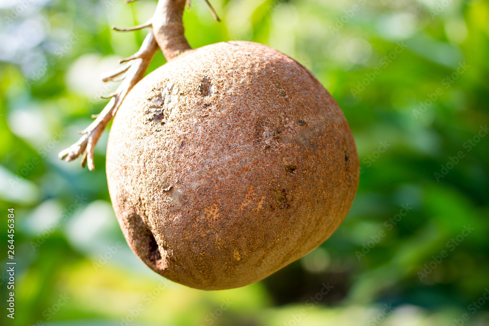 Fruit of an deciduous tropical tree a Cannonball tree or Couroupita guianensis close-up Fruit of an deciduous tropical tree a Cannonball tree or Couroupita guianensis close-up