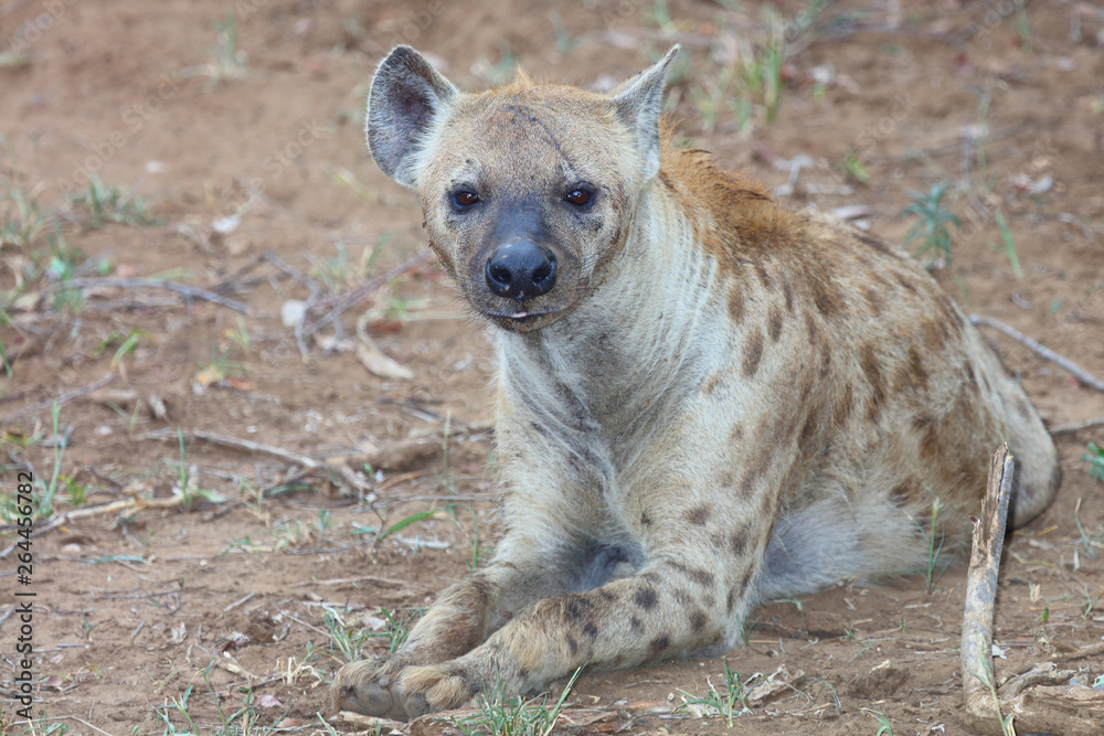 Tüpfelhyäne / Spotted hyaena / Crocuta crocuta Tüpfelhyäne / Spotted hyaena / Crocuta crocuta