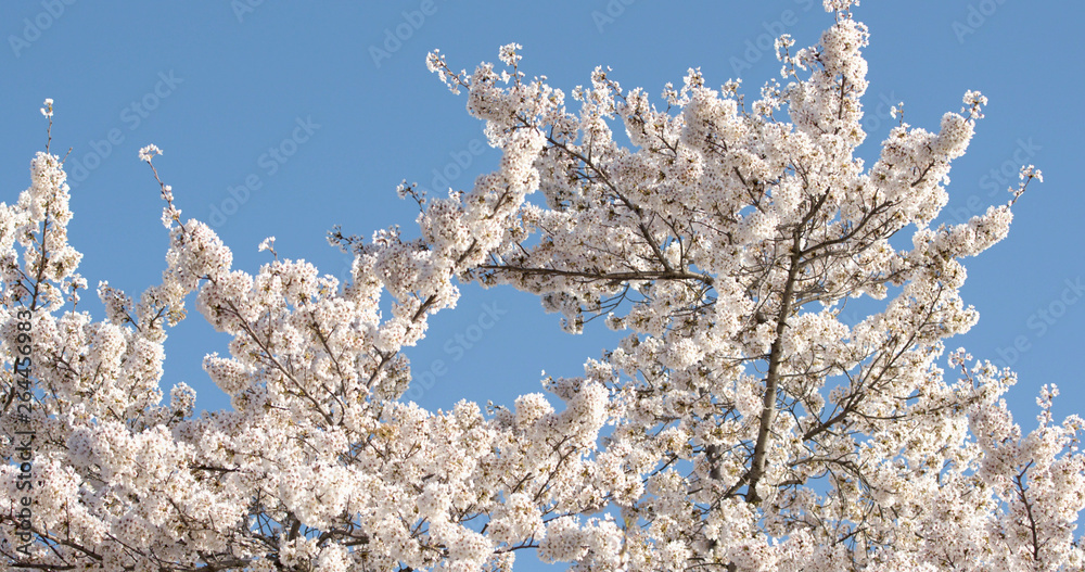 Yoshino Cherry Blossoms In Washington Dc At The Tidal Basin From Below Yoshino Cherry Blossoms In Washington Dc At The Tidal Basin From Below
