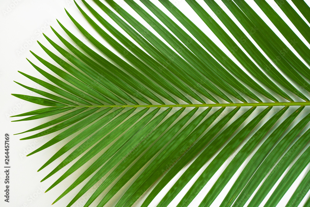 Fototapeta premium Creative tropical in Phuket Thailand green leaves layout. Nature spring concept. Flat lay.
