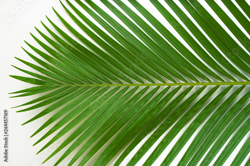 Creative tropical in Phuket Thailand green leaves layout. Nature spring concept. Flat lay.