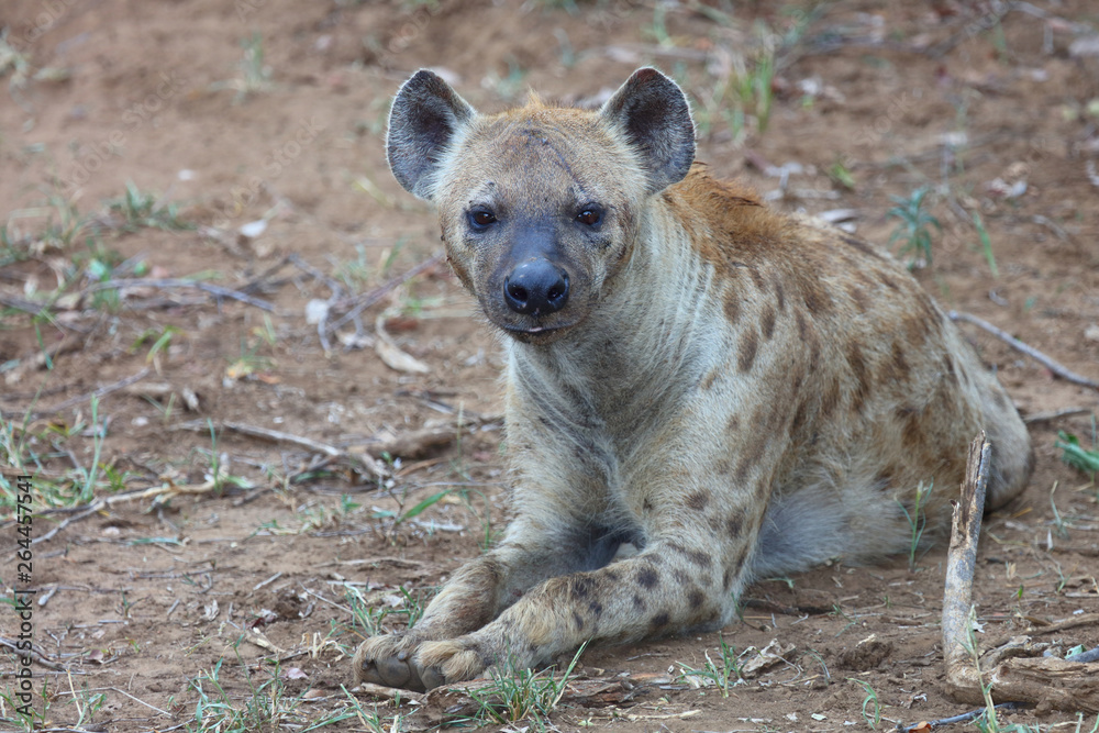 Tüpfelhyäne / Spotted hyaena / Crocuta crocuta Tüpfelhyäne / Spotted hyaena / Crocuta crocuta