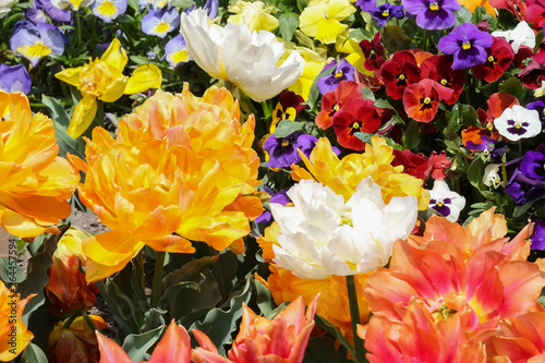 Fototapeta Naklejka Na Ścianę i Meble -  Blumenbeet mit bunten Tulpen, Tulipa