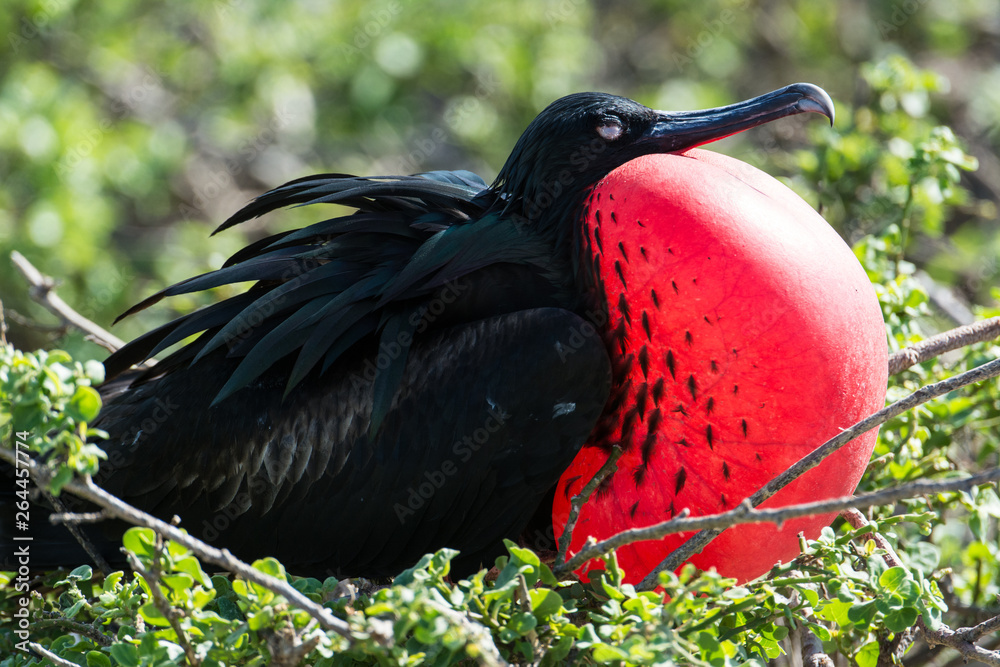 Naklejka premium Frigate birds in Galapagos showing red throats