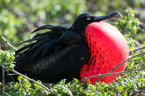 Frigate birds in Galapagos showing red throats