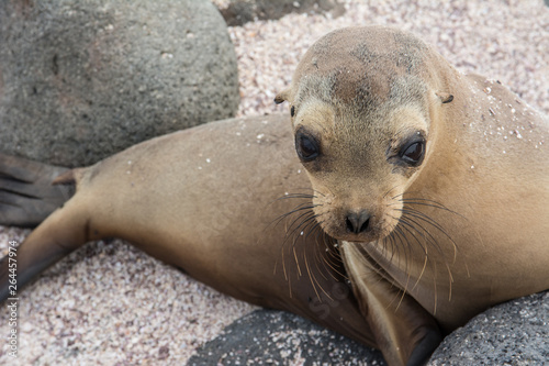 Baby sea lion on beach in Galapagos.