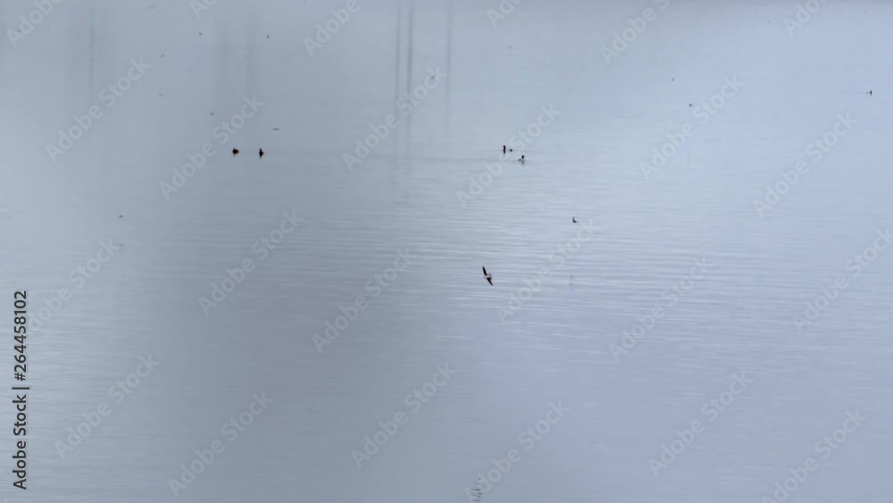 Ducks foraging on the open water. Birds flying around catching fish. Ducks foraging on the open water. Birds flying around catching fish.
