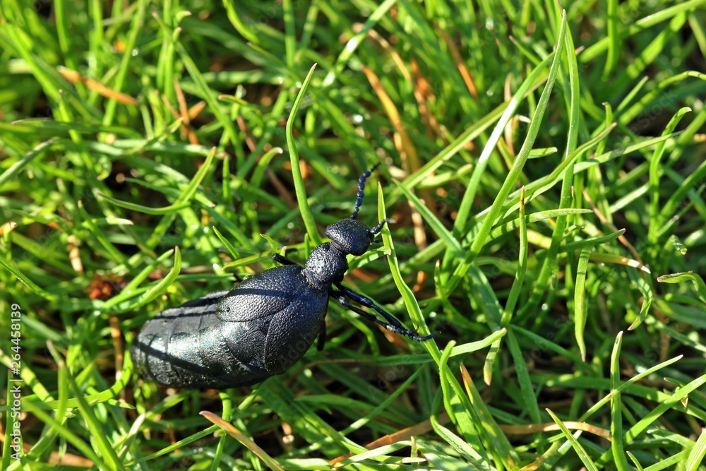 Weiblicher Schwarzblauer Ölkäfer (Meloe proscarabaeus) Weiblicher Schwarzblauer Ölkäfer (Meloe proscarabaeus)