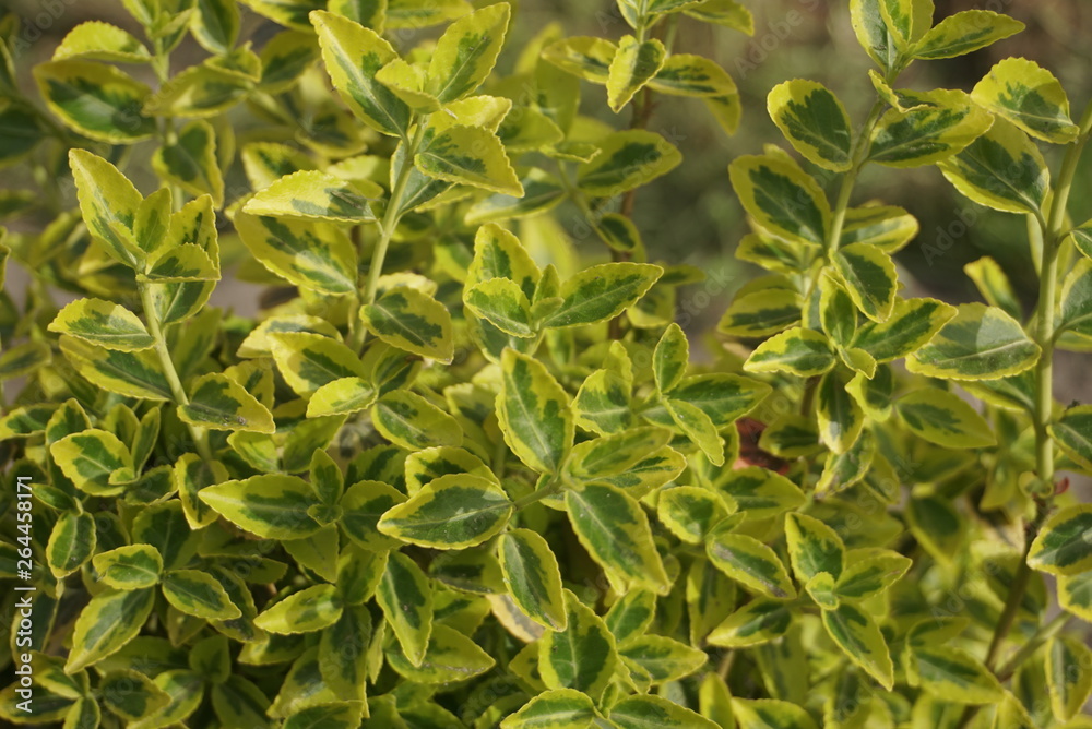 Young Euonymus Fortunei Leaves In Garden Young Euonymus Fortunei Leaves In Garden