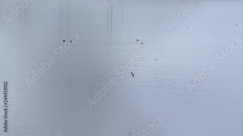 Ducks foraging on the open water. Birds flying around catching fish. photo