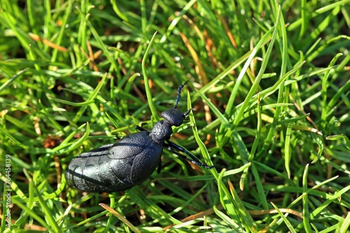 Weiblicher Schwarzblauer Ölkäfer (Meloe proscarabaeus)