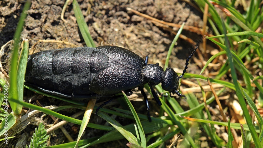 Weiblicher Schwarzblauer Ölkäfer (Meloe proscarabaeus) Weiblicher Schwarzblauer Ölkäfer (Meloe proscarabaeus)