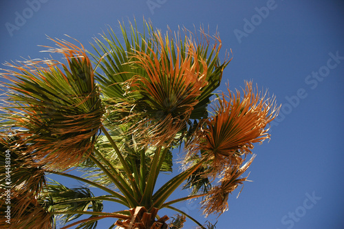 Palm in a windy and sunny day. We are in Sicily, Italy. © artemi113