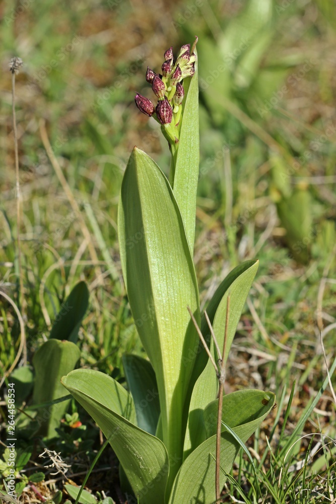 Knospendes Purpur-Knabenkraut (Orchis purpurea) Knospendes Purpur-Knabenkraut (Orchis purpurea)
