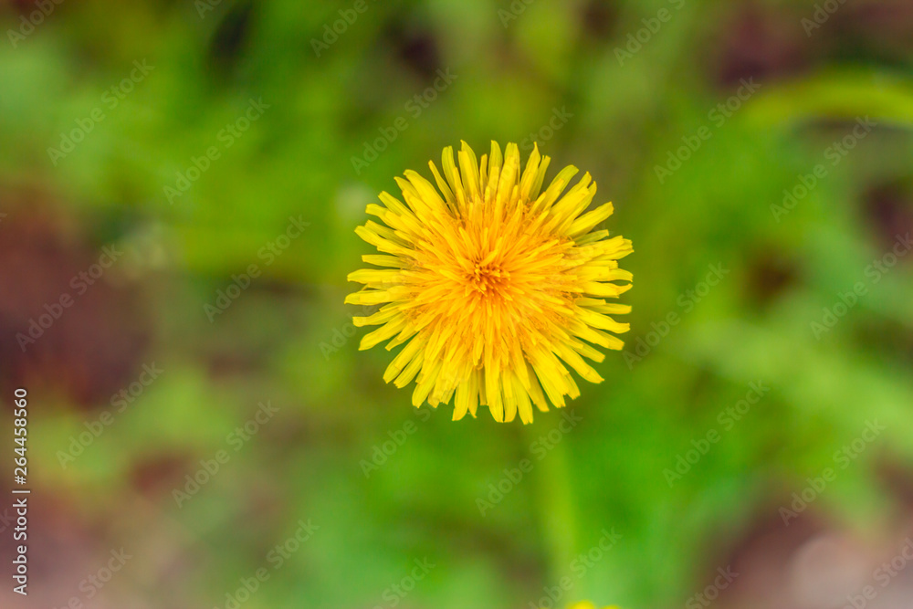 Close shot to a dandelion’s head – Details of the petals of a yellow flower in the summer Close shot to a dandelion’s head – Details of the petals of a yellow flower in the summer