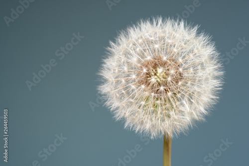 dandelion isolated on blue background