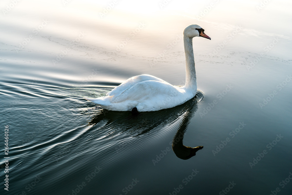 Fototapeta premium white swan on a lake