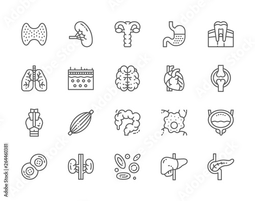 Set of Human Organs Line Icons. Spleen, Stomach, Lungs, Brain, Heart and more.