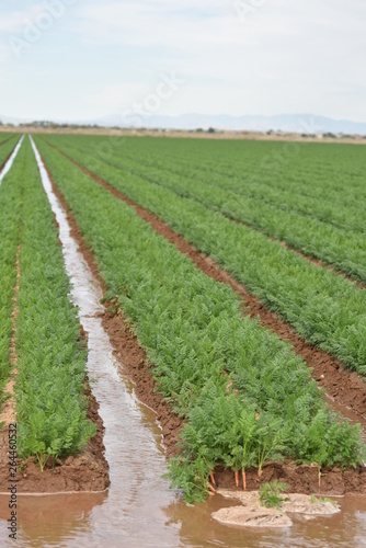 Arizona's irrigated carrot crop