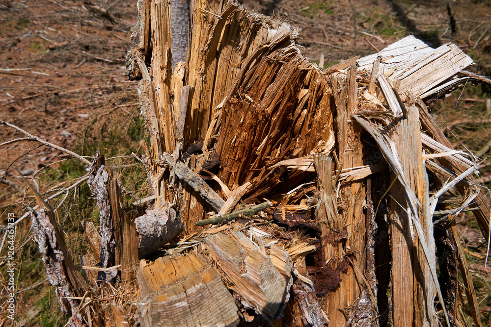 Forest cut down. Ruined forest in national park after storm Forest cut down. Ruined forest in national park after storm
