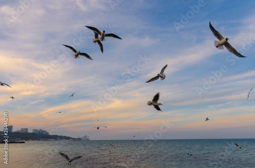 Seagul birds on the sea in the summer season