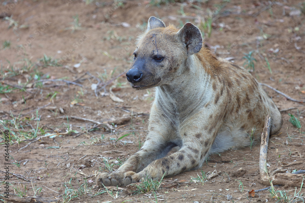 Tüpfelhyäne / Spotted hyaena / Crocuta crocuta Tüpfelhyäne / Spotted hyaena / Crocuta crocuta