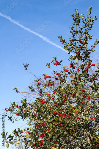 Wild holly tree with red berries